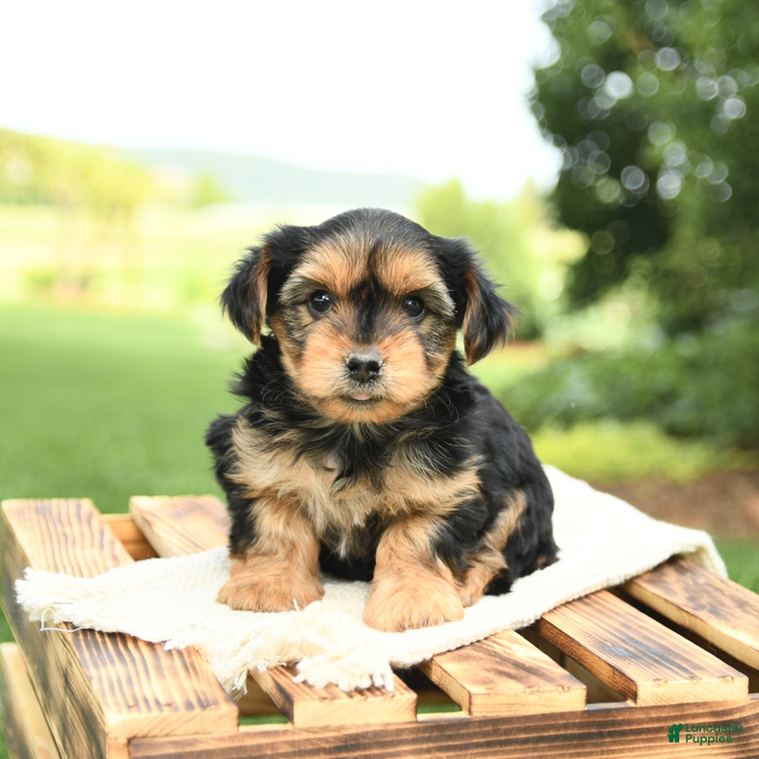 Yorkshire Terrier dogs for sale: Benny - Image 19