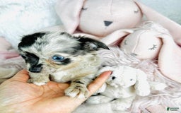 Chihuahua dogs for sale: Christine Blue Eyes - Image 3
