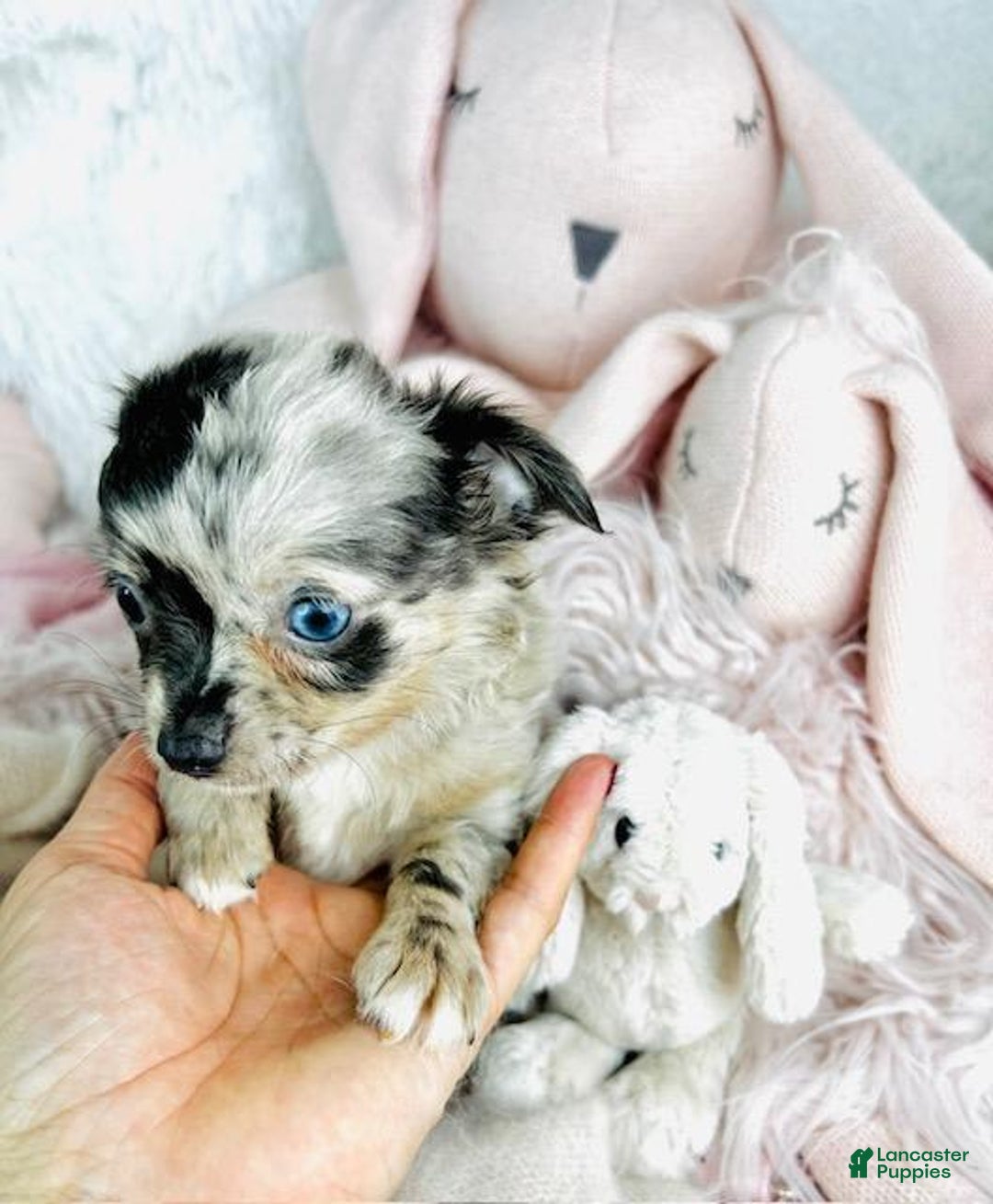 Chihuahua dogs for sale: Christine Blue Eyes - Image 3