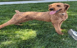 Standard Poodle dogs for sale: Ike - Image 6