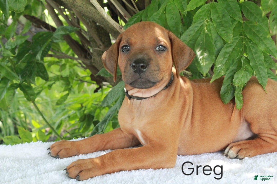 Rhodesian Ridgeback dogs for sale: Greg - Image 6