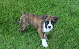 Boxer dogs for sale: Taylor - Image 6