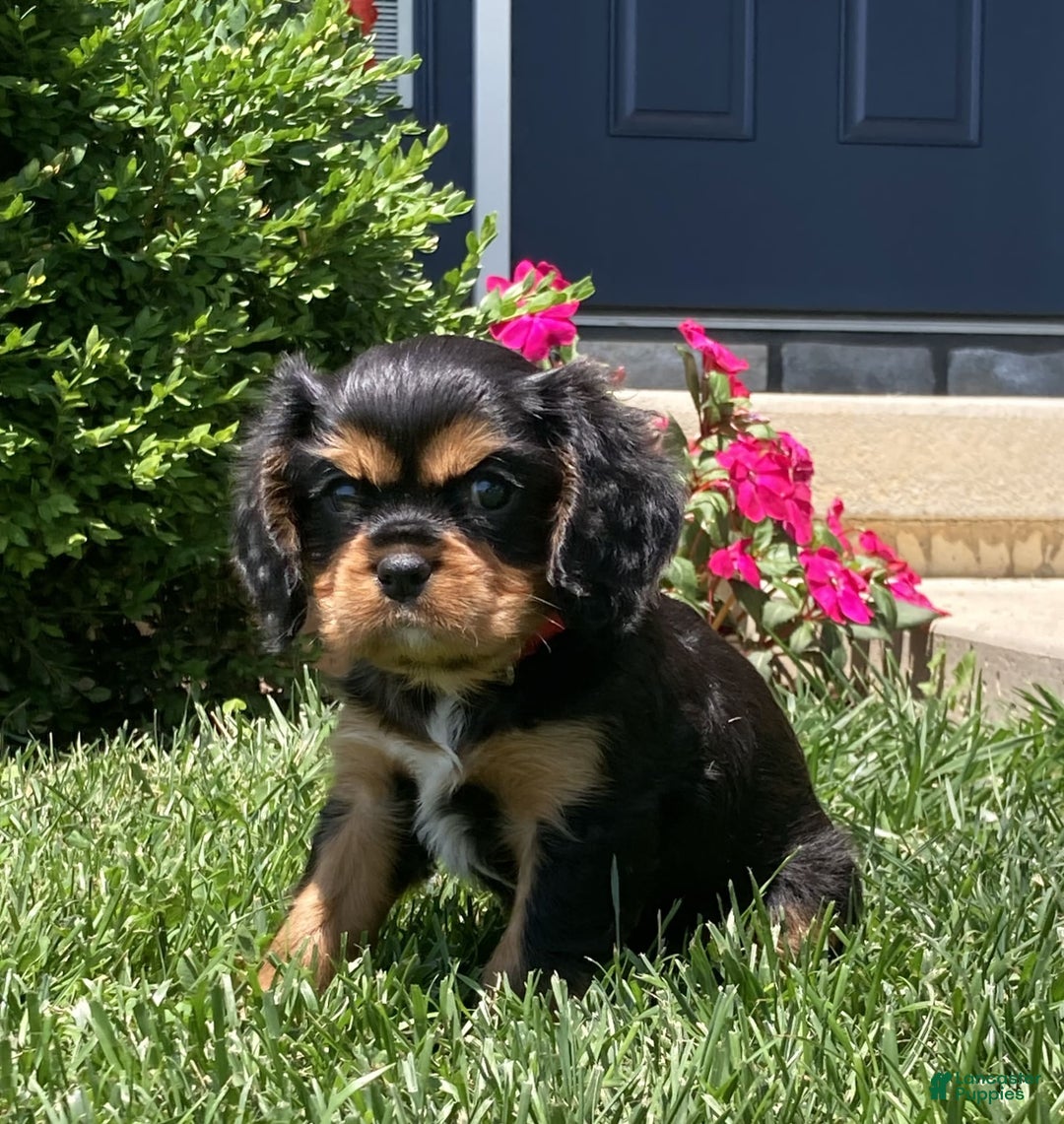 Cavalier King Charles Spaniel dogs for sale: Rex - Image 13