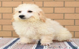 Bichpoo dogs for sale: Mose - Image 1