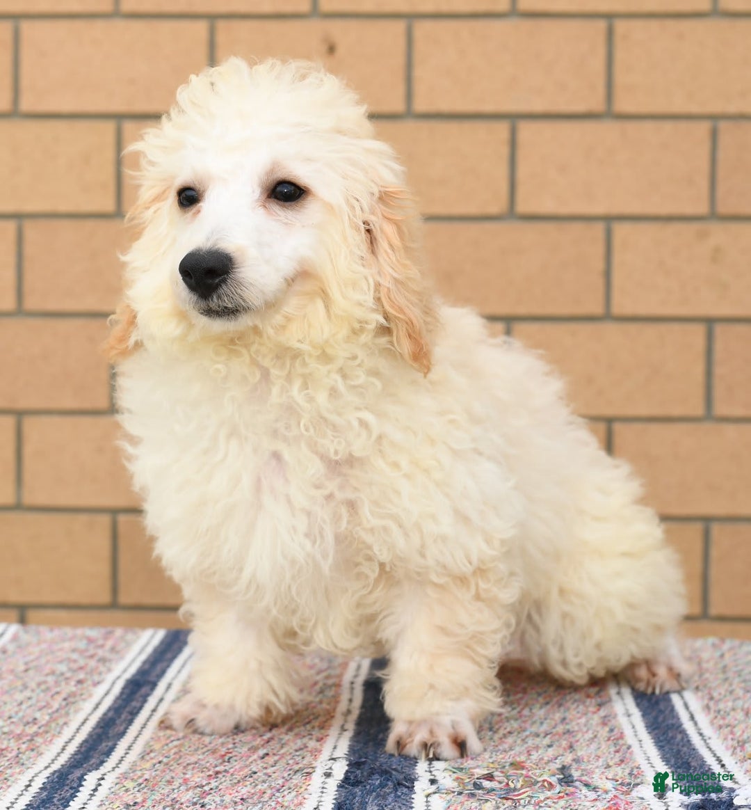 Bichpoo dogs for sale: Mose - Image 1