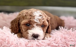 Cavapoo dogs for sale: Braxton - Image 9