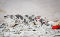 French Bulldog dogs for sale: French Bulldog 6 puppies - Image 2
