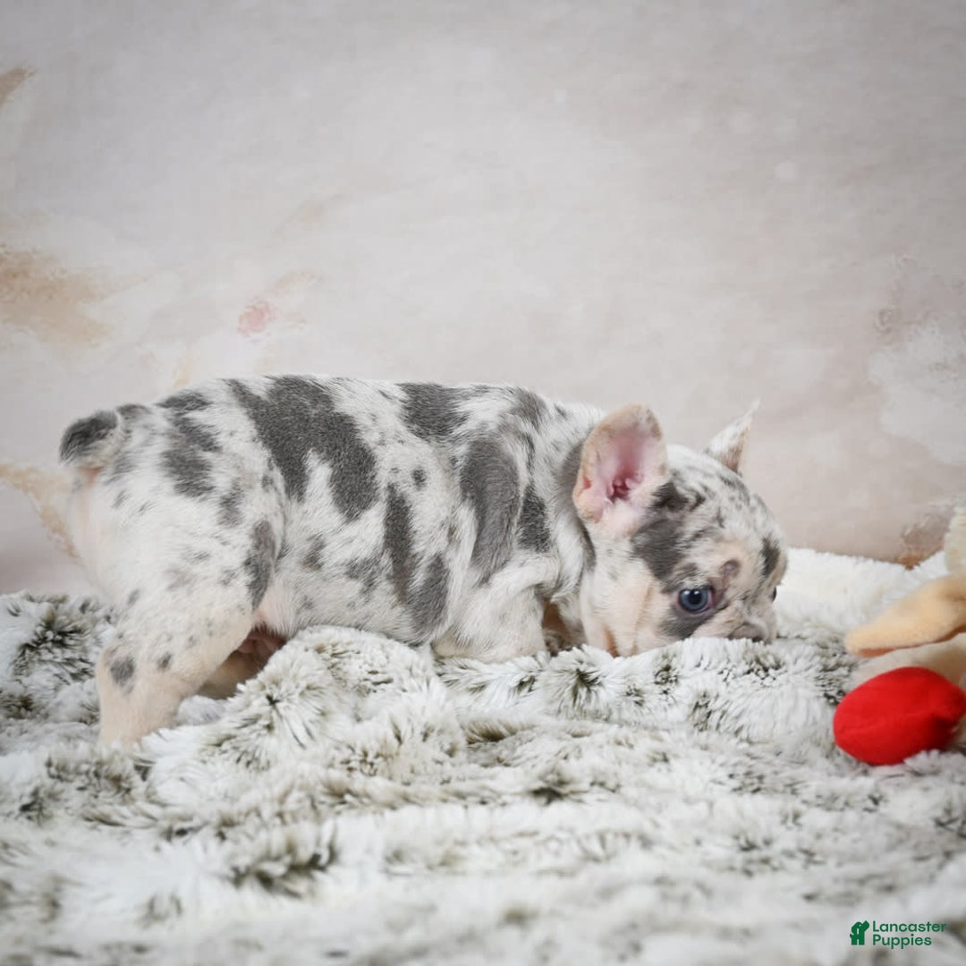 French Bulldog dogs for sale: French Bulldog 6 puppies - Image 2