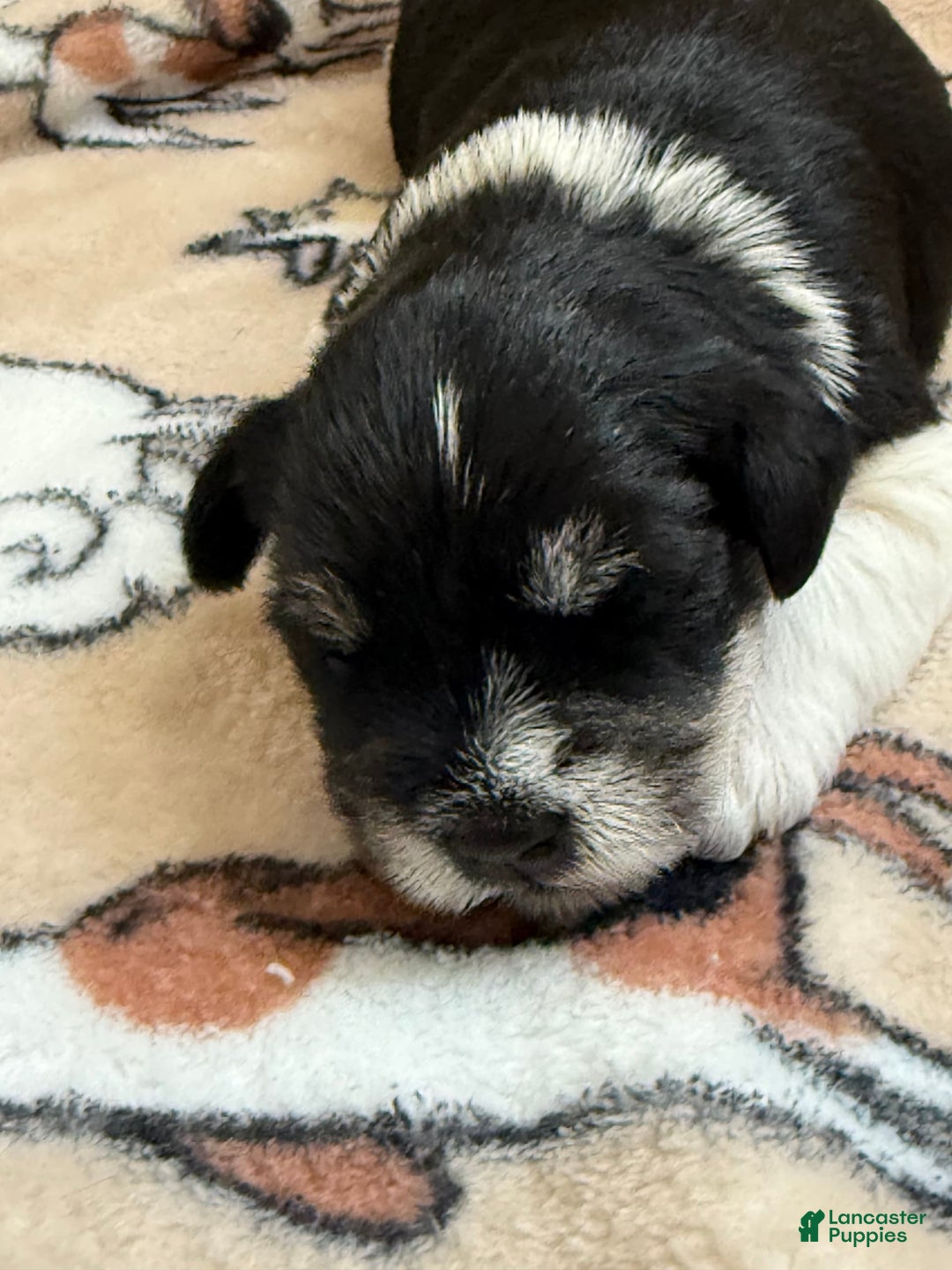 Miniature Schnauzer dogs for sale: Halo - Image 3