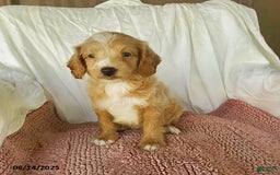 Mini Goldendoodle dogs for sale: Daisy - Image 2