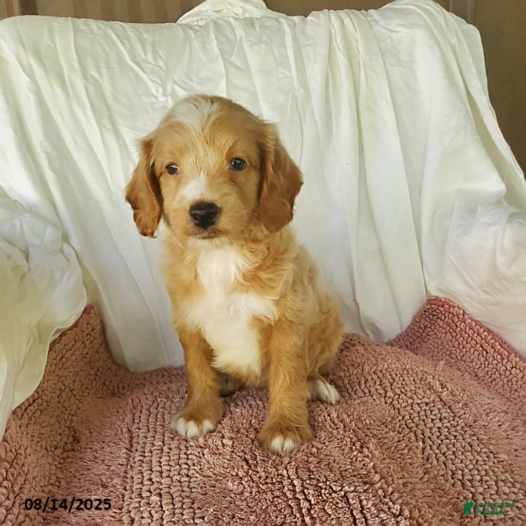 Mini Goldendoodle dogs for sale: Daisy - Image 2