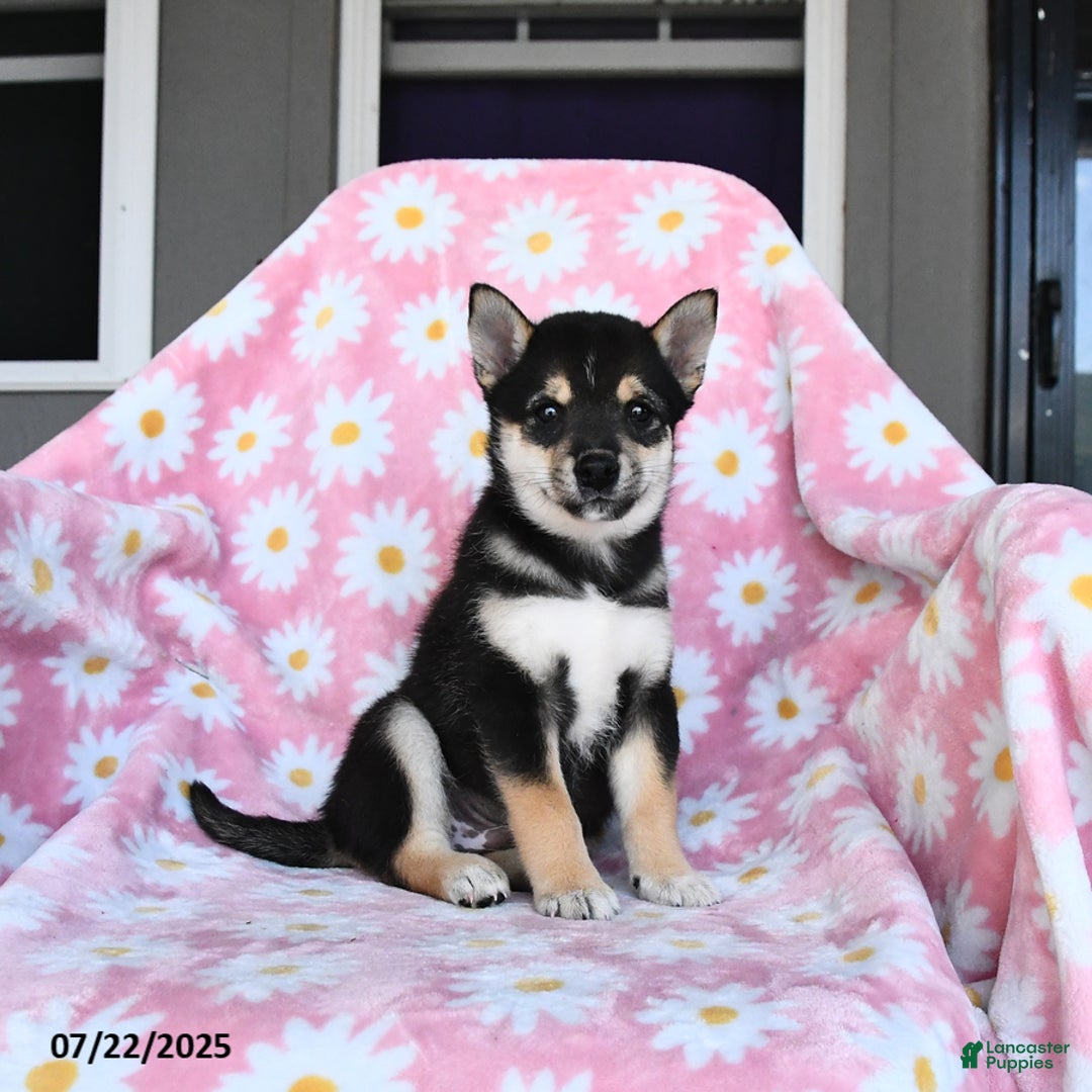 Shiba Inu dogs for sale: Matt - Image 2