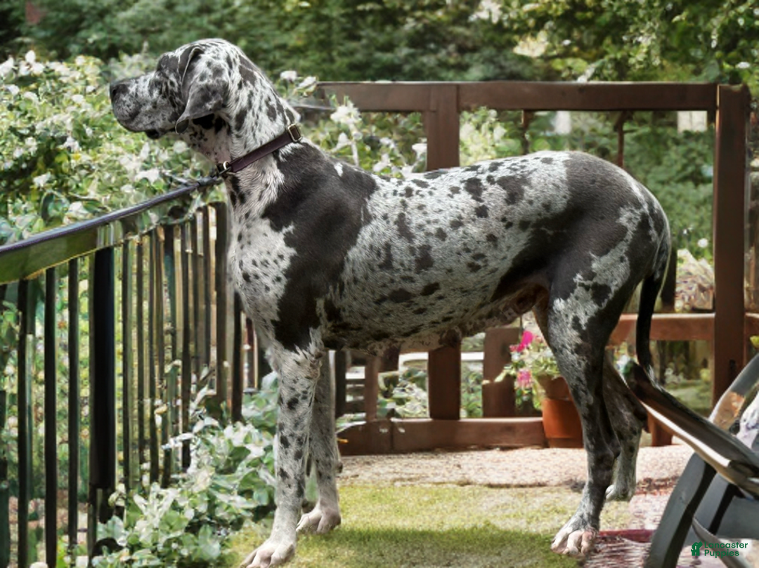 Great Dane dogs for sale: Blue Female Purple Collar - Image 6