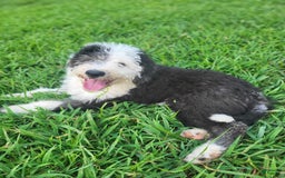 Old English Sheepdog dogs for sale: Clover - Image 8