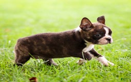 Boston Terrier dogs for sale: Darla - Image 9