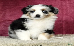 Miniature Australian Shepherd dogs for sale: Ashley - Image 4
