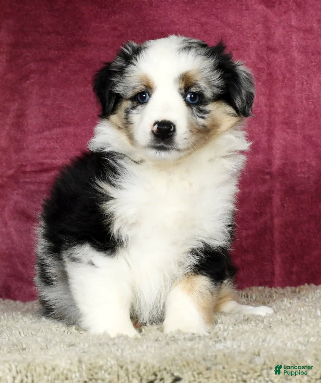 Miniature Australian Shepherd dogs for sale: Ashley - Image 4