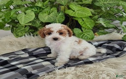 Cockapoo dogs for sale: Penny - Image 3