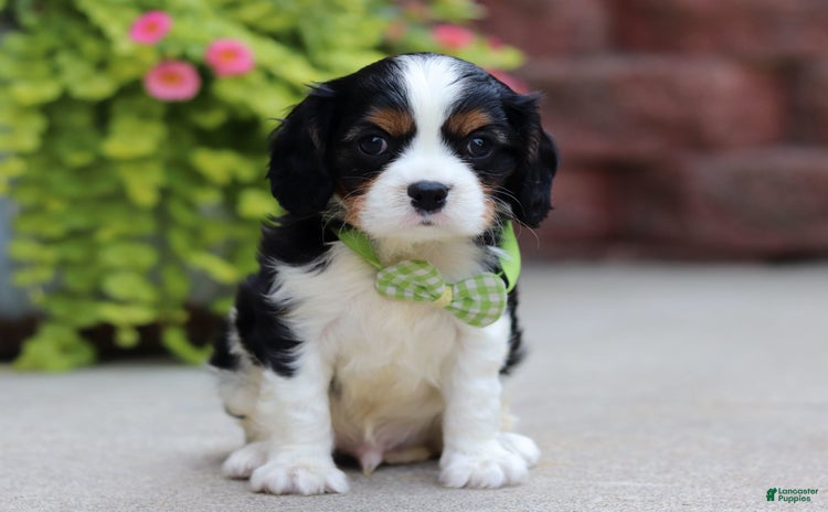 Cavalier King Charles Spaniel dogs for sale - Ad 1