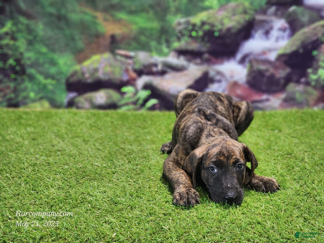 Catahoula Leopard Dog dogs for sale: Jesse 2025 Male 3 - Image 2