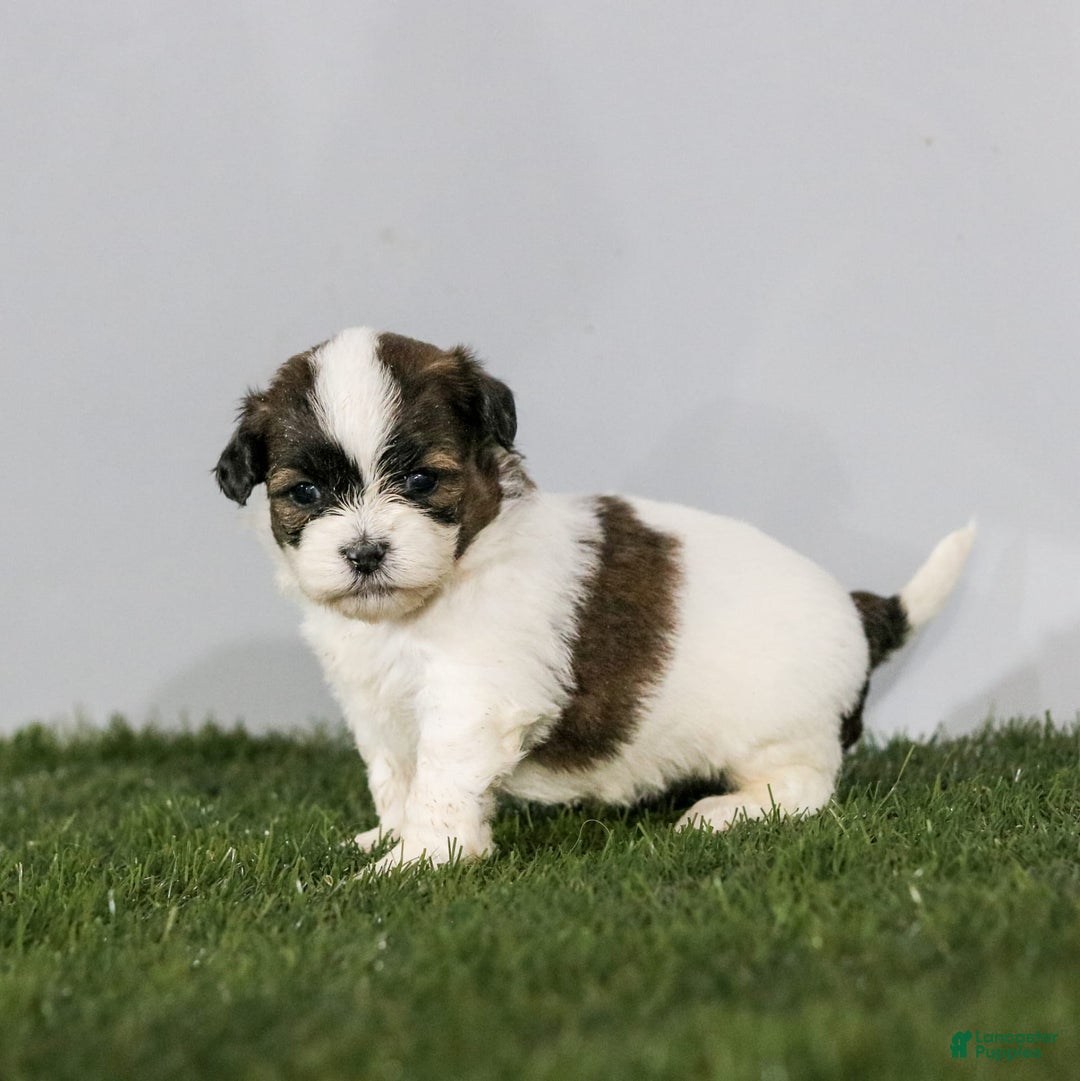 Shihpoo dogs for sale: Anya - Image 12