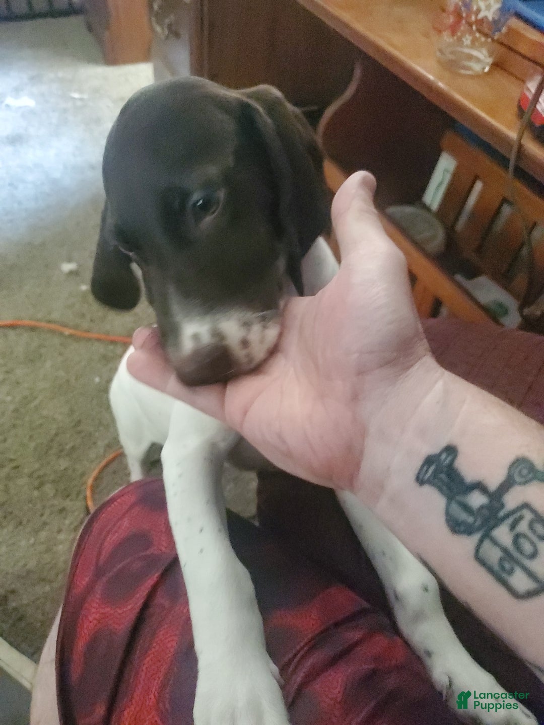 German Shorthaired Pointer dogs for sale: Girl 6 - Image 6