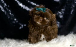 Shih Tzu dogs for sale: Baller - Image 4