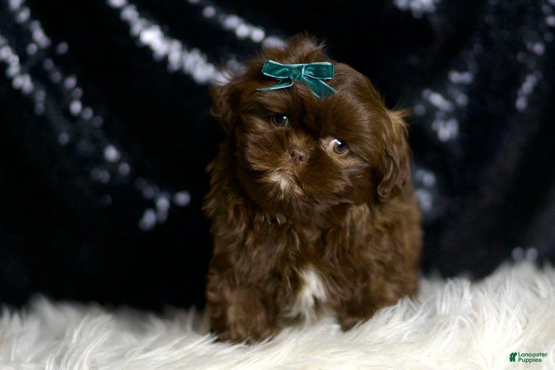 Shih Tzu dogs for sale: Baller - Image 4