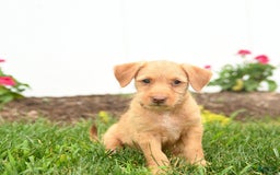 Jack Russell Terrier dogs for sale: King - Image 2