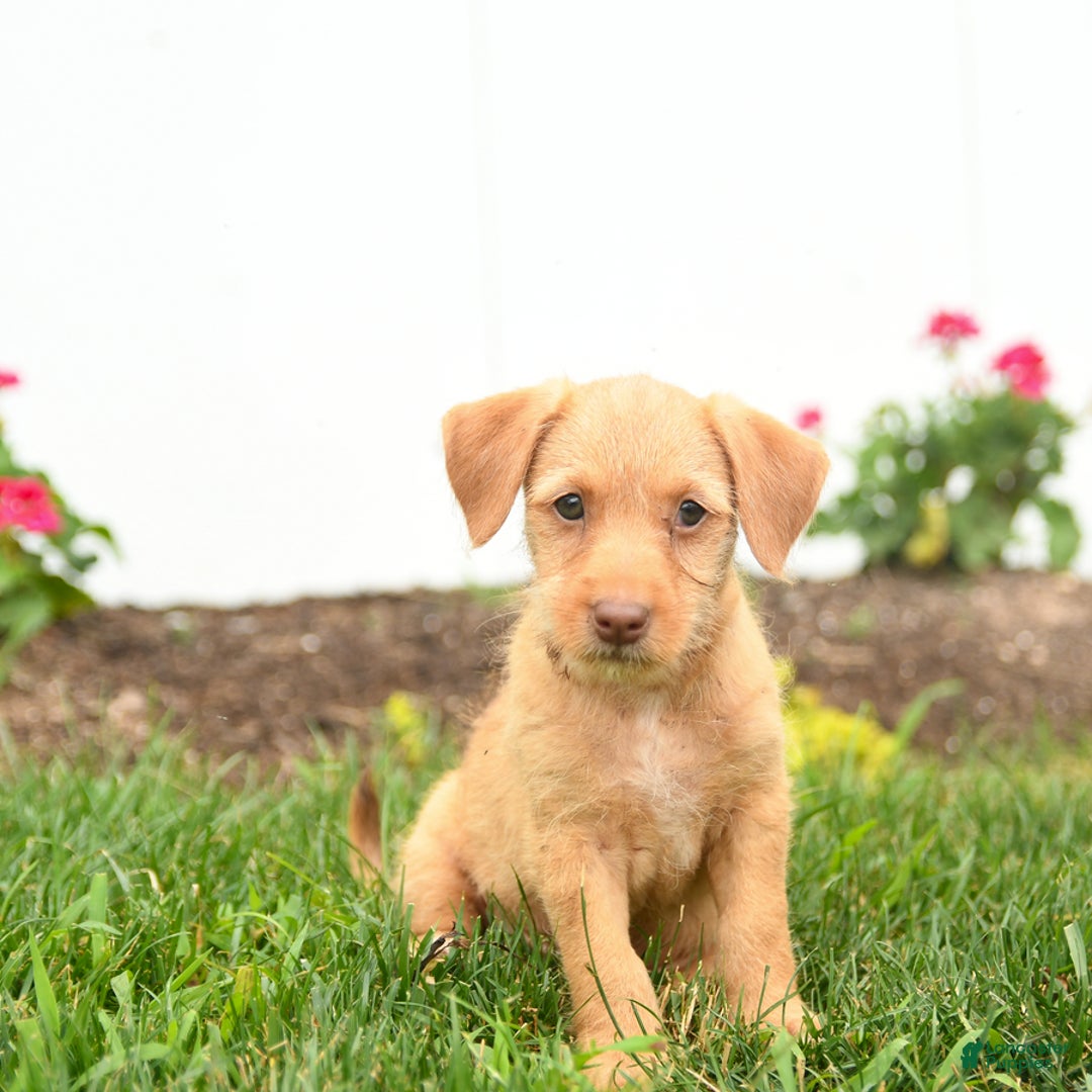 Jack Russell Terrier dogs for sale: King - Image 2