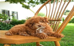 Toy Poodle dogs for sale: Evie - Image 3