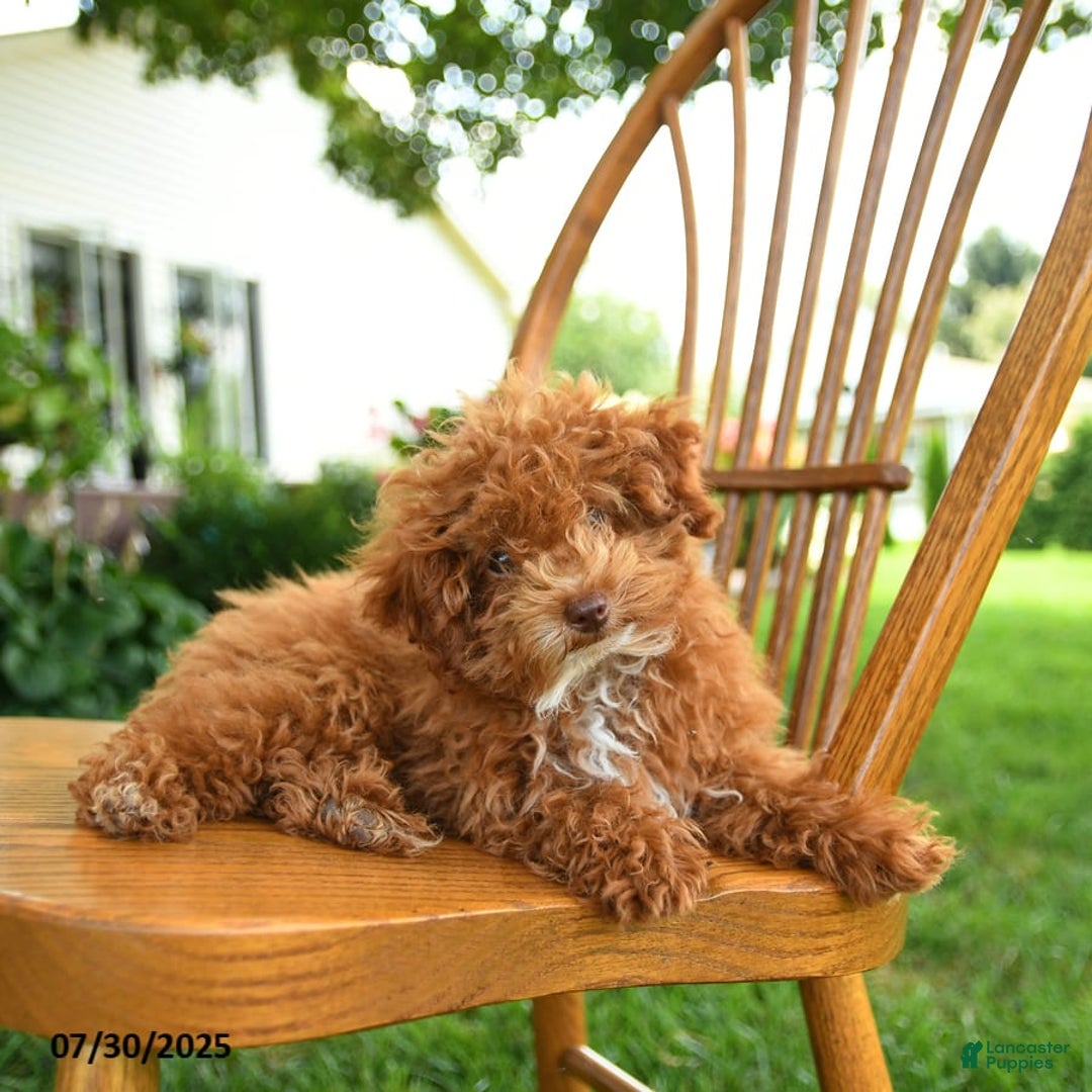 Toy Poodle dogs for sale: Evie - Image 3