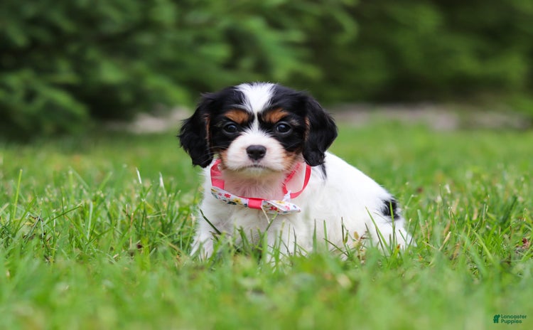 Cavalier King Charles Spaniel dogs for sale - Ad 2