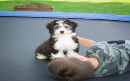 Mini Bernedoodle dogs for sale: Mini Bernedoodle 3 puppies - Image 10