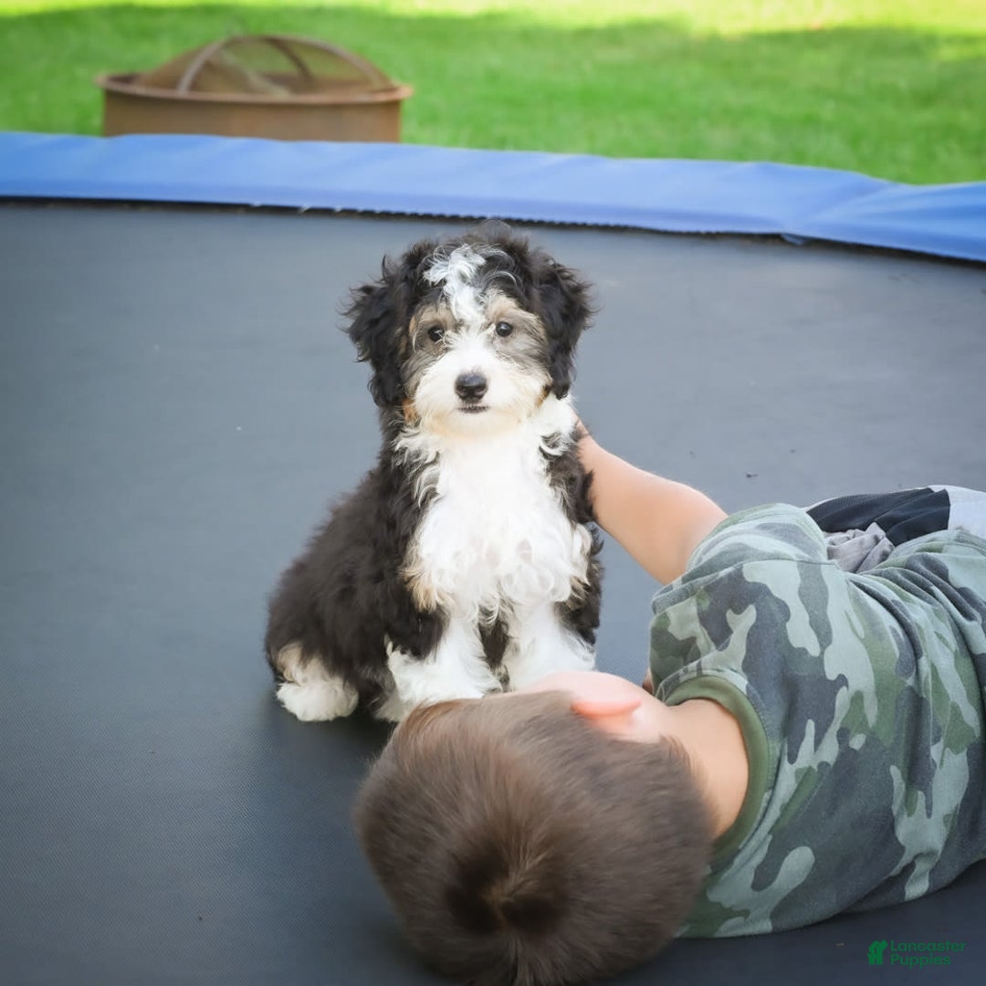 Mini Bernedoodle dogs for sale: Mini Bernedoodle 3 puppies - Image 10