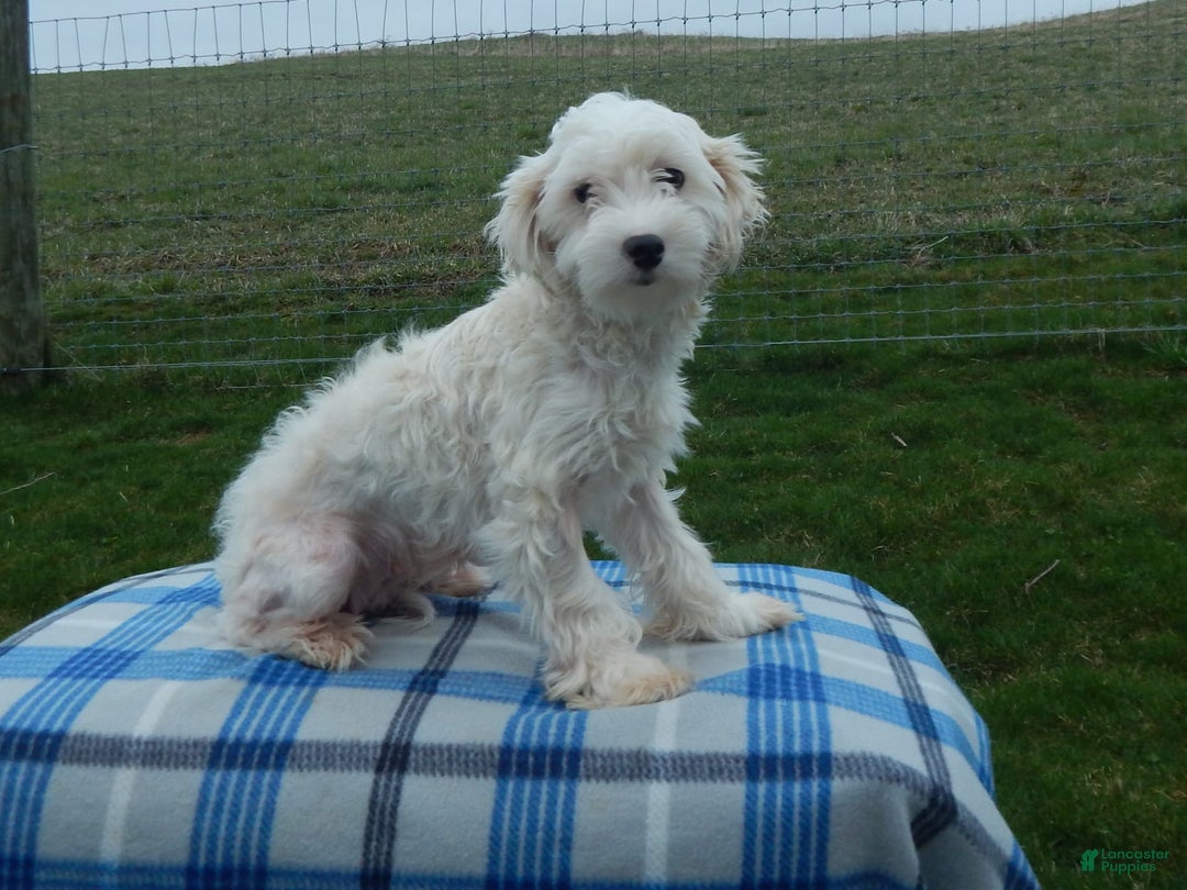 Morkie dogs for sale: Janis - Image 11