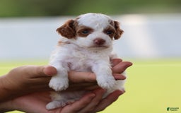 Toy Poodle dogs for sale: Muffler - Image 2