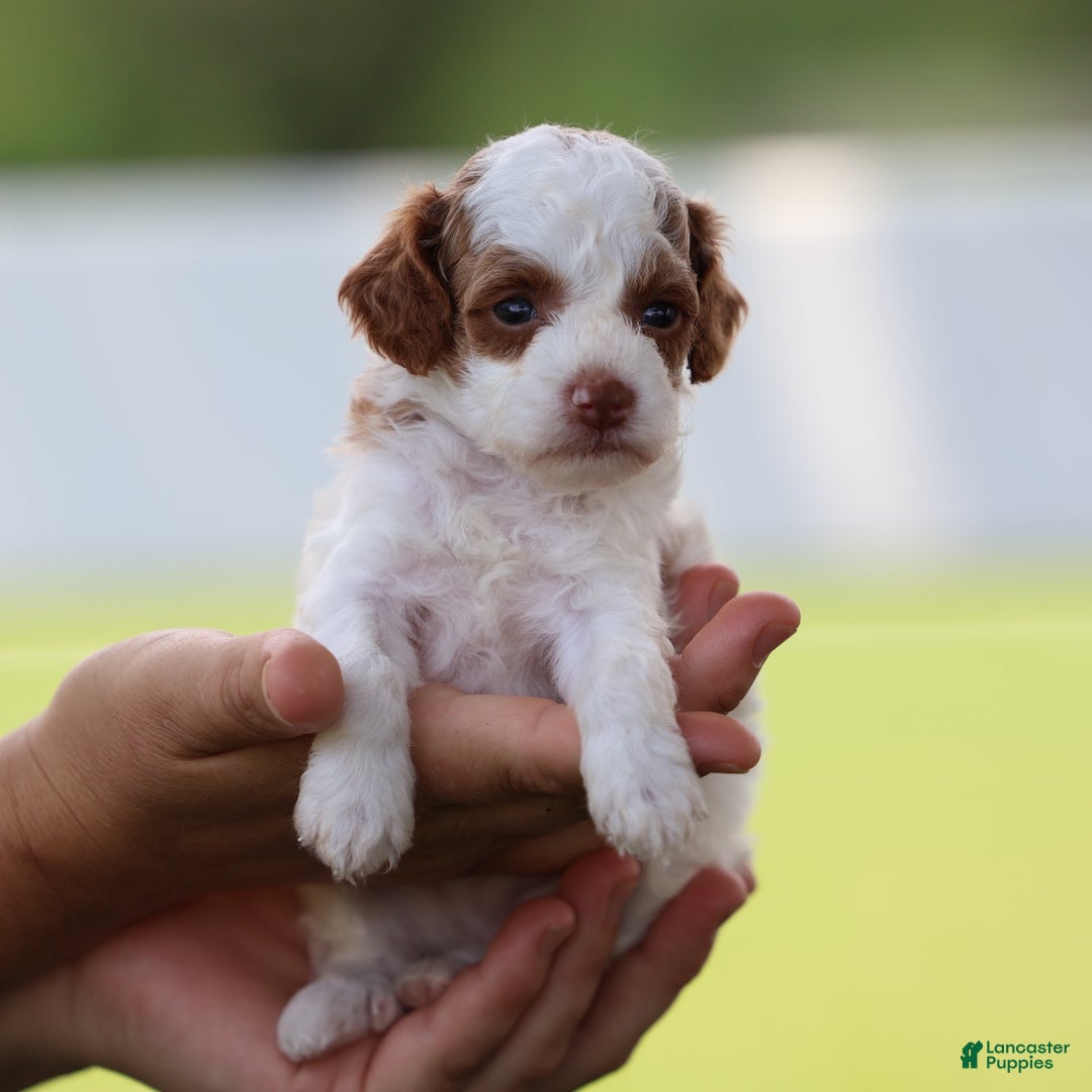 Toy Poodle dogs for sale: Muffler - Image 2