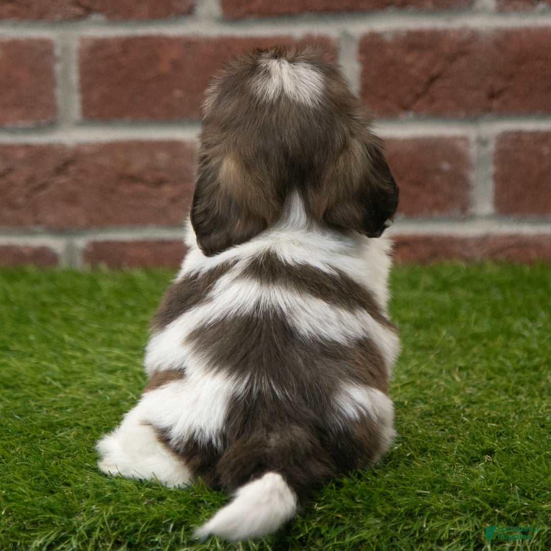 Shih Tzu dogs for sale: Lacey - Image 4