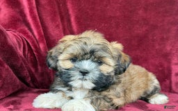 Shih Tzu dogs for sale: Dotty - Image 1