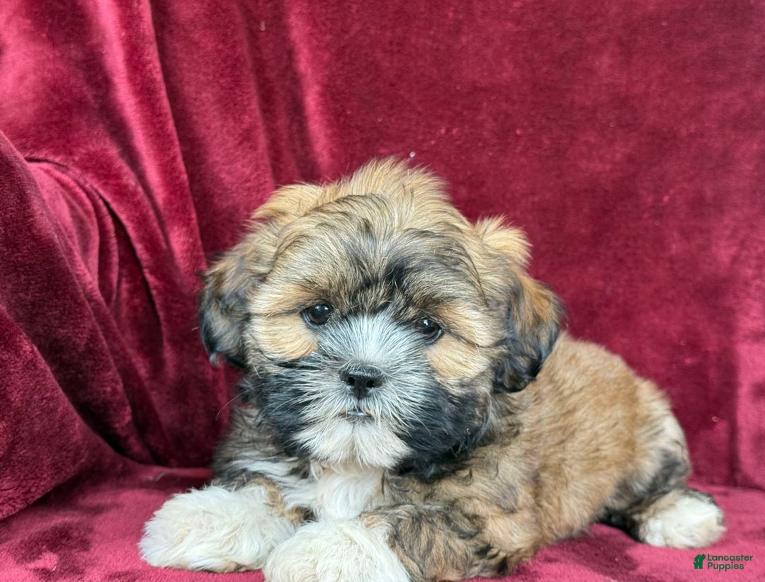 Shih Tzu dogs for sale: Dotty - Image 1