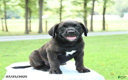 Cane Corso dogs for sale: Moonlight - Image 5
