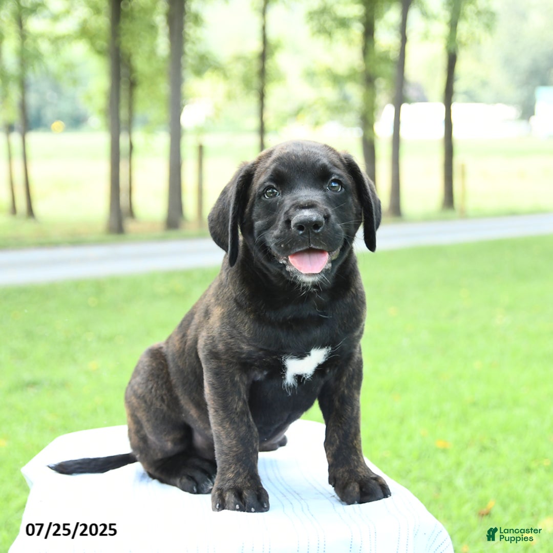 Cane Corso dogs for sale: Moonlight - Image 5