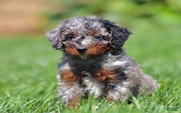 Mini Bernedoodle dogs for sale: Titan - Image 4