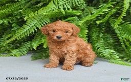 Miniature Poodle dogs for sale: Meadow - Image 5