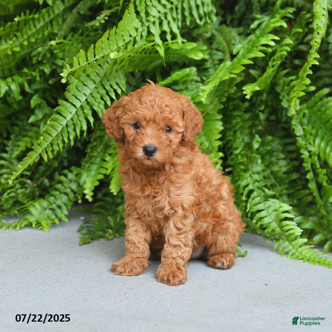 Miniature Poodle dogs for sale: Meadow - Image 5