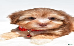 Havapoo dogs for sale: Myra - Image 2
