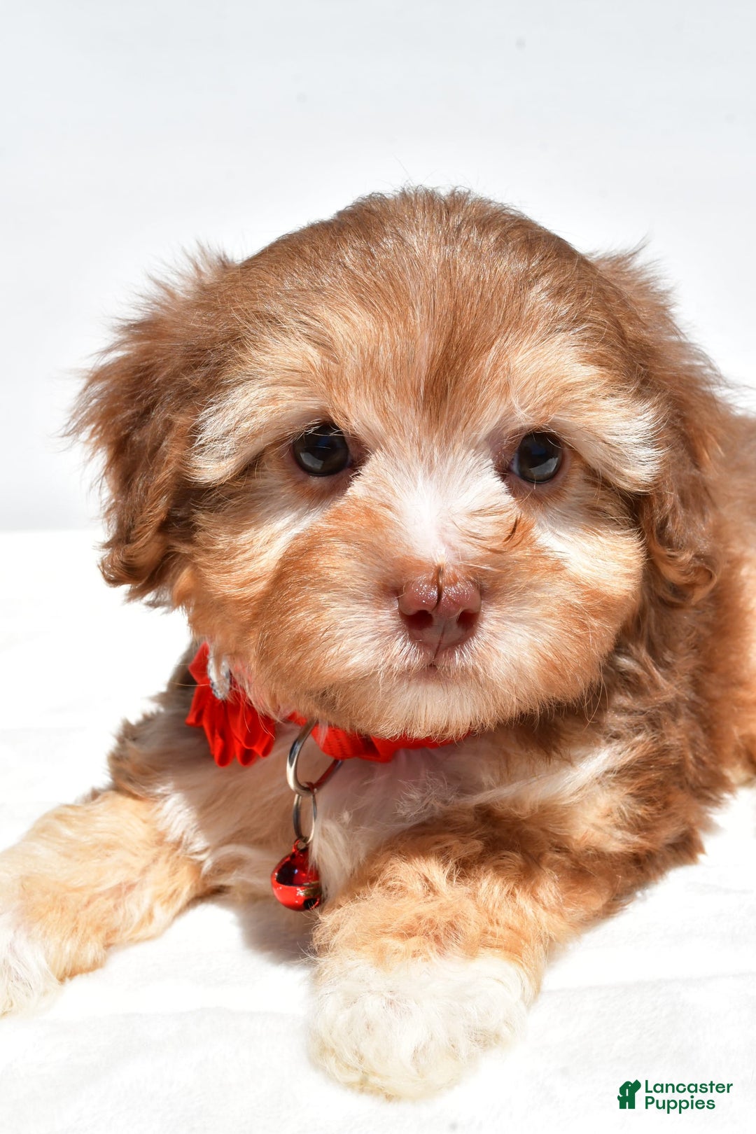 Havapoo dogs for sale: Myra - Image 2