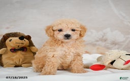 Bichpoo dogs for sale: Dillon - Image 7