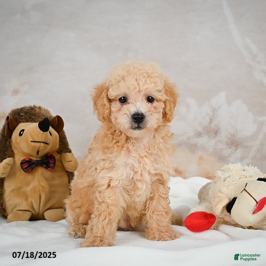 Bichpoo dogs for sale: Dillon - Image 7